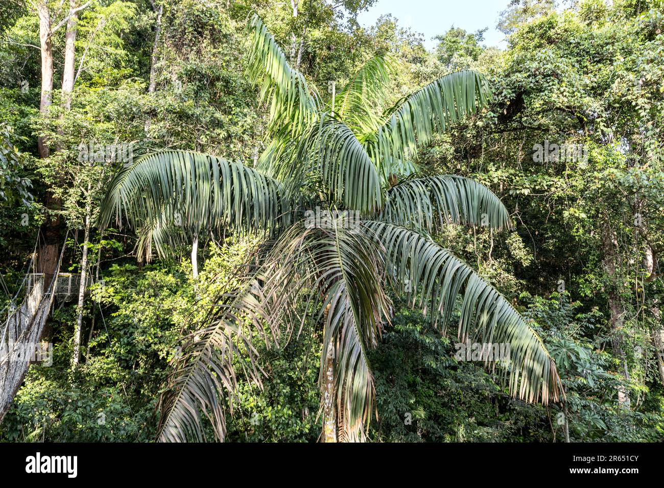 Palma, Canopy Walk, Atta Rainforest Lodge, Iwokrama Rainforest, Potaro-Siparuni, Guyana Foto Stock