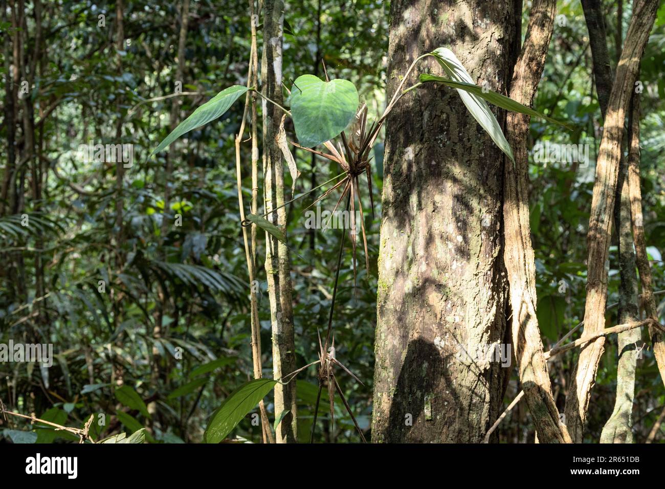 Canopy Walk, atta Rainforest Lodge, Iwokrama Rainforest, Potaro-Siparuni, Guyana Foto Stock