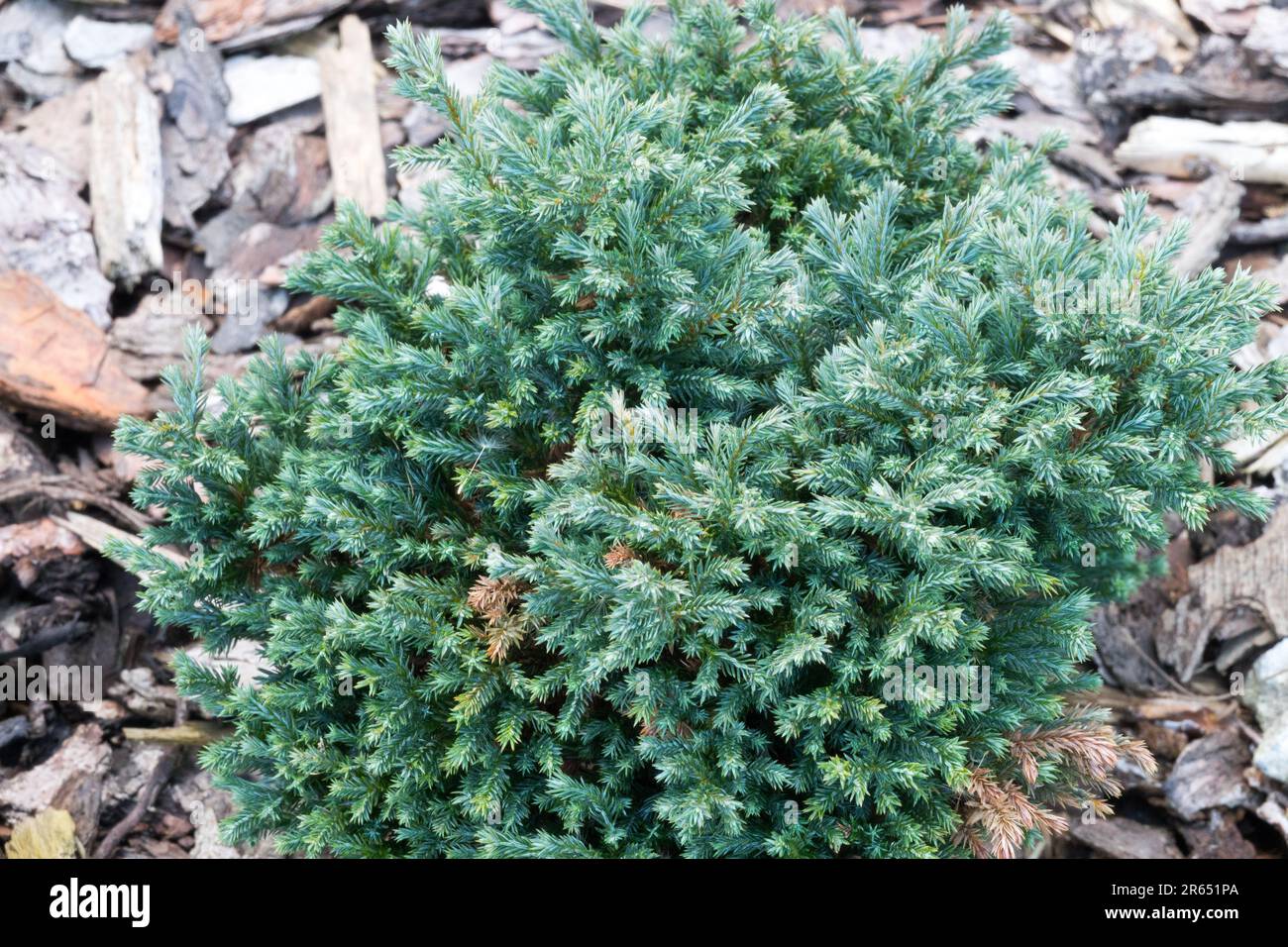 Chamaecyparis pisifera 'Luna Blu' Chamaecyparis pisifera Foto Stock