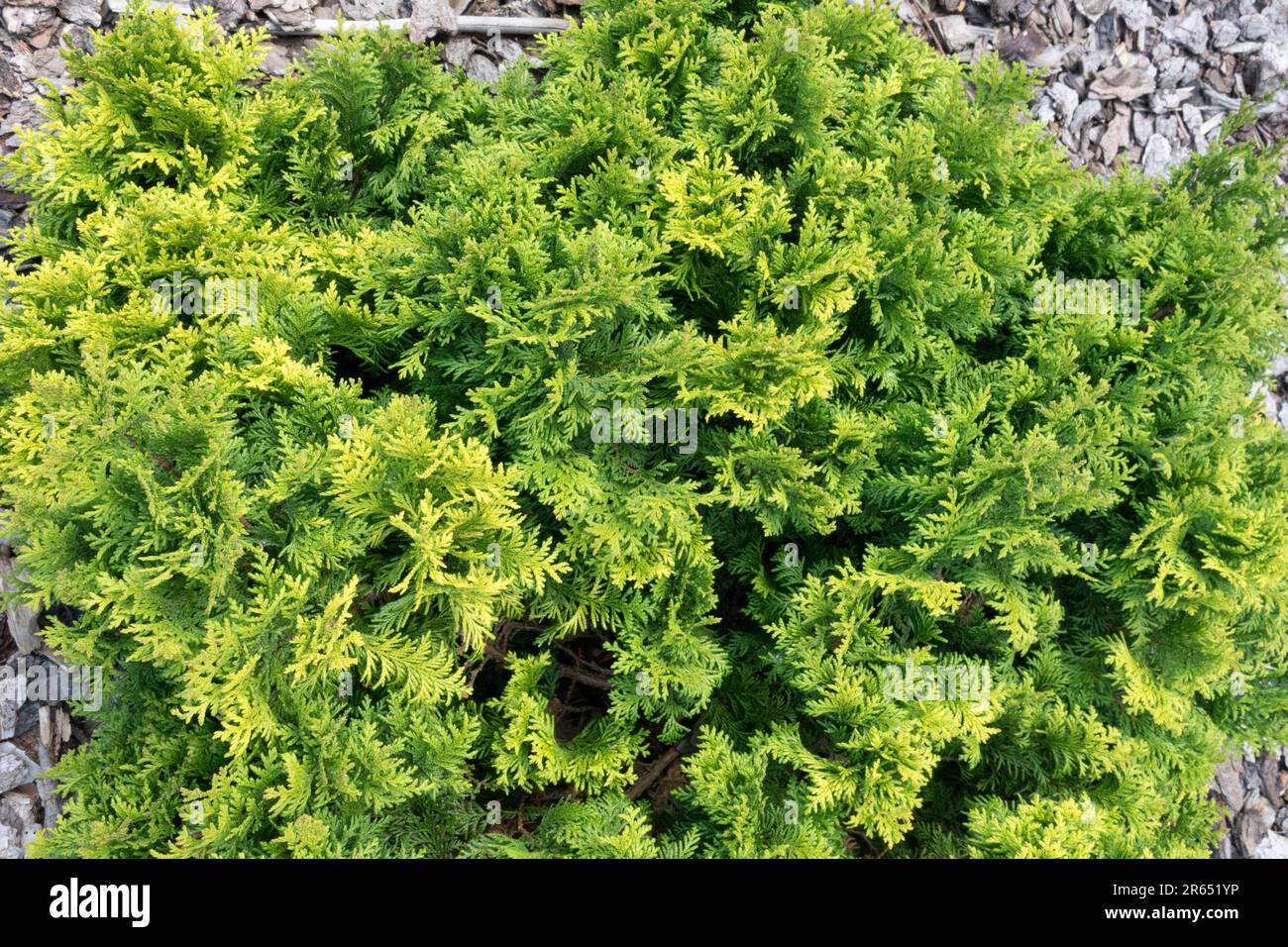 Chamaecyparis pisifera 'Nana Berghs' compatta crescita sferica appiattita dall'alto, Sawara Cypress Foto Stock