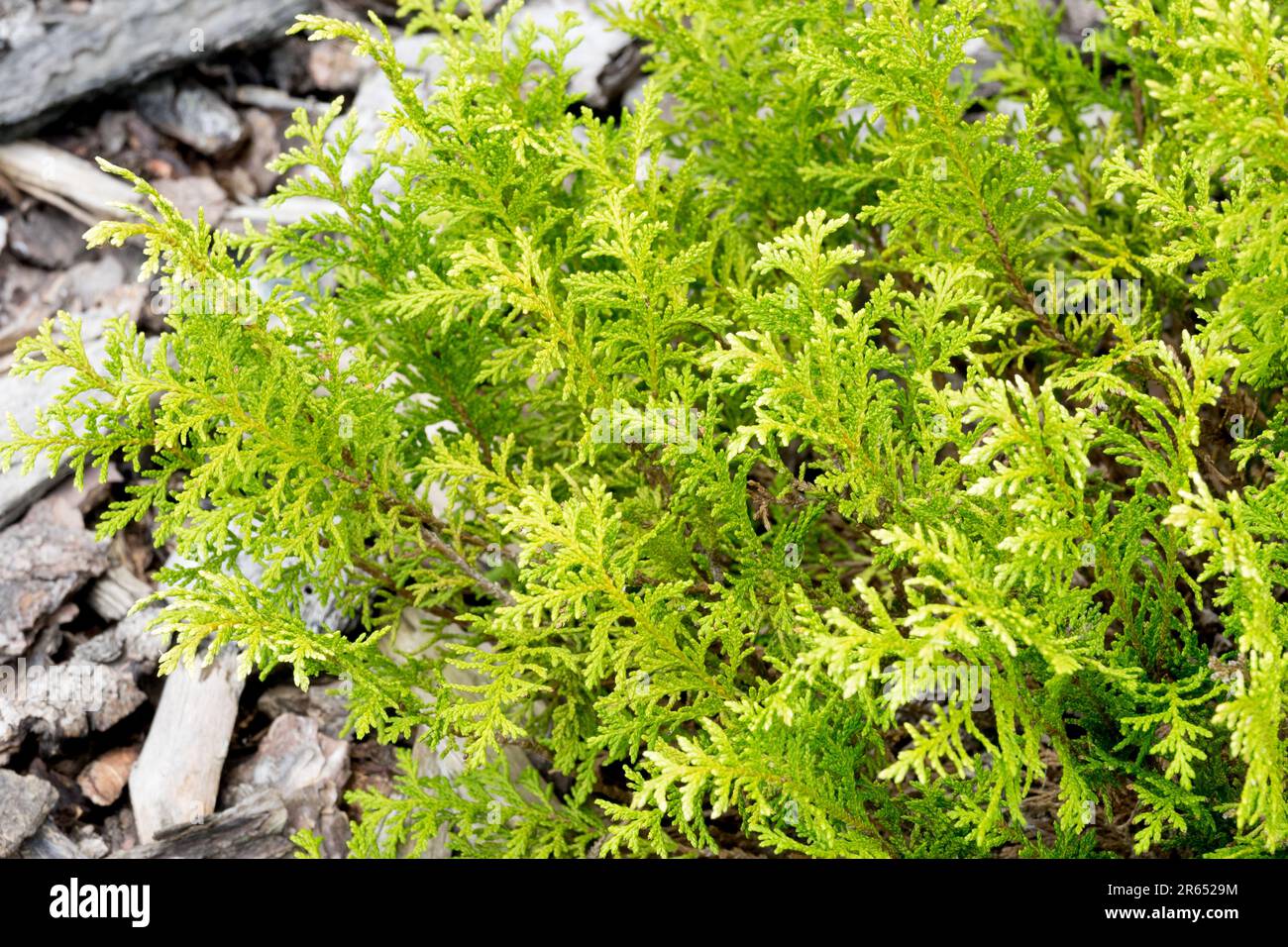 Chamaecyparis pisifera 'Pygmy bianco' Sawara Cypress, piccolo e a forma di cuscino Foto Stock