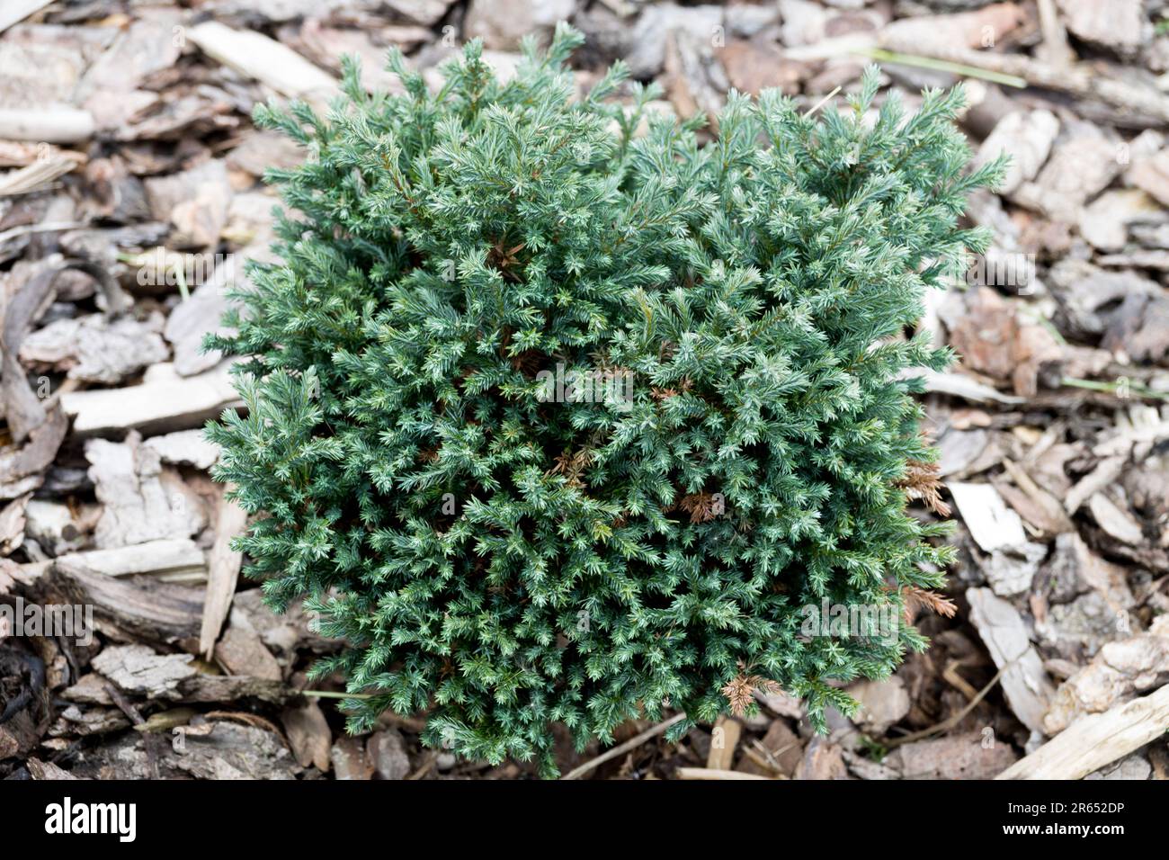 Sawara Cypress Chamaecyparis "Blue Moon", a crescita lenta, conifere nane crescita cuscino Sawara False Cypress Chamaecyparis pisifera Blue Moon Tiny Tree Foto Stock