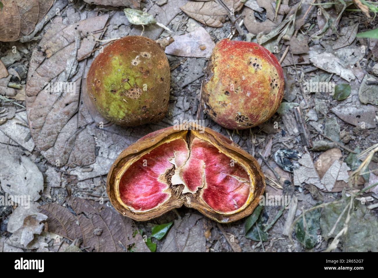 Localmente conosciuto come frutto di cuore, mangiato dalle scimmie. Non maturo, maturo, guscio dimezzato, fiume Burro Burro, Surama, Villaggio Amerindian, Nord Rupununi, Alto Taku Foto Stock