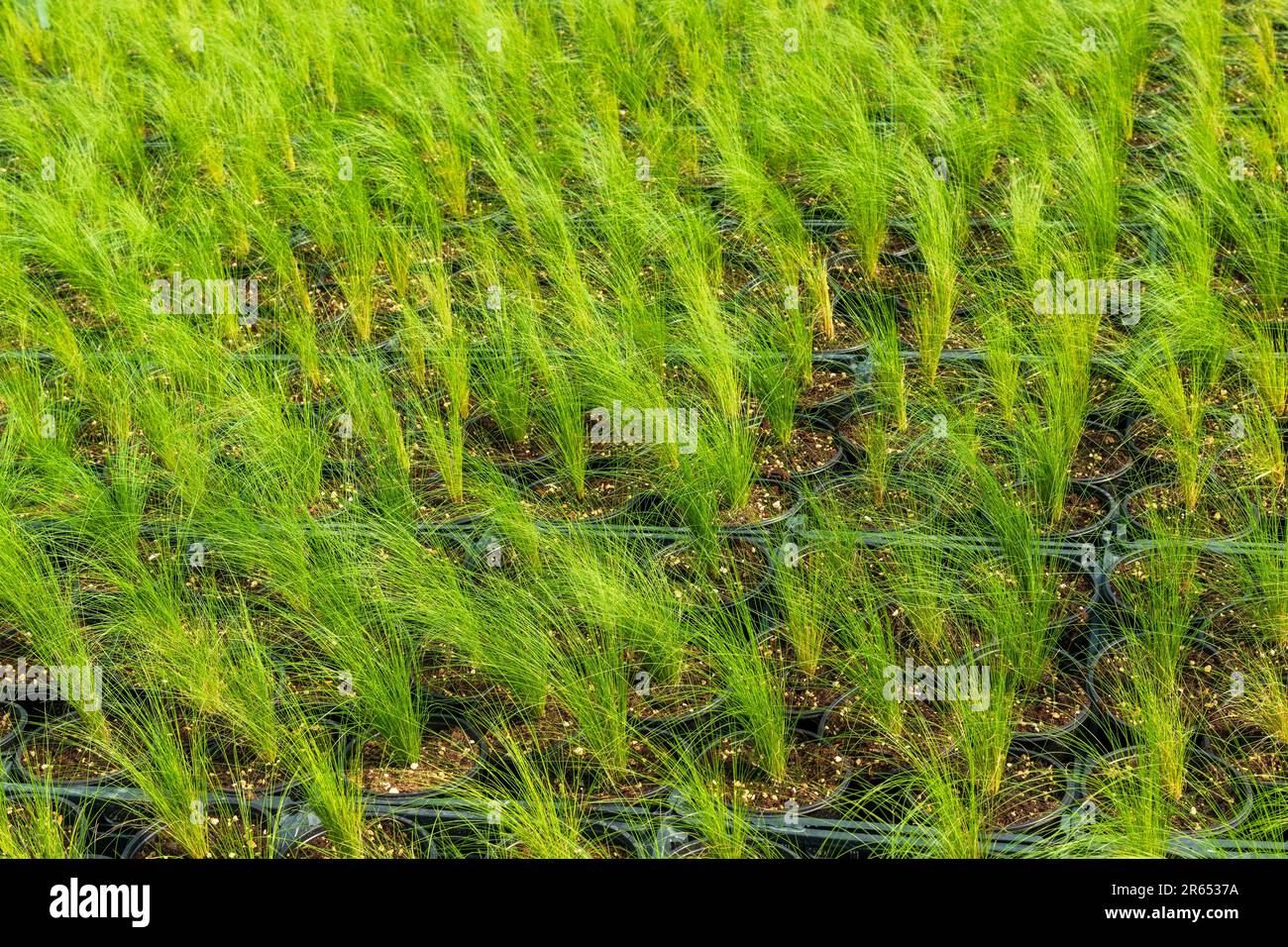 Dall'alto di filari di erba verde coltivata di Nassella tenuissima che cresce in pentole in serra di sole il giorno Foto Stock