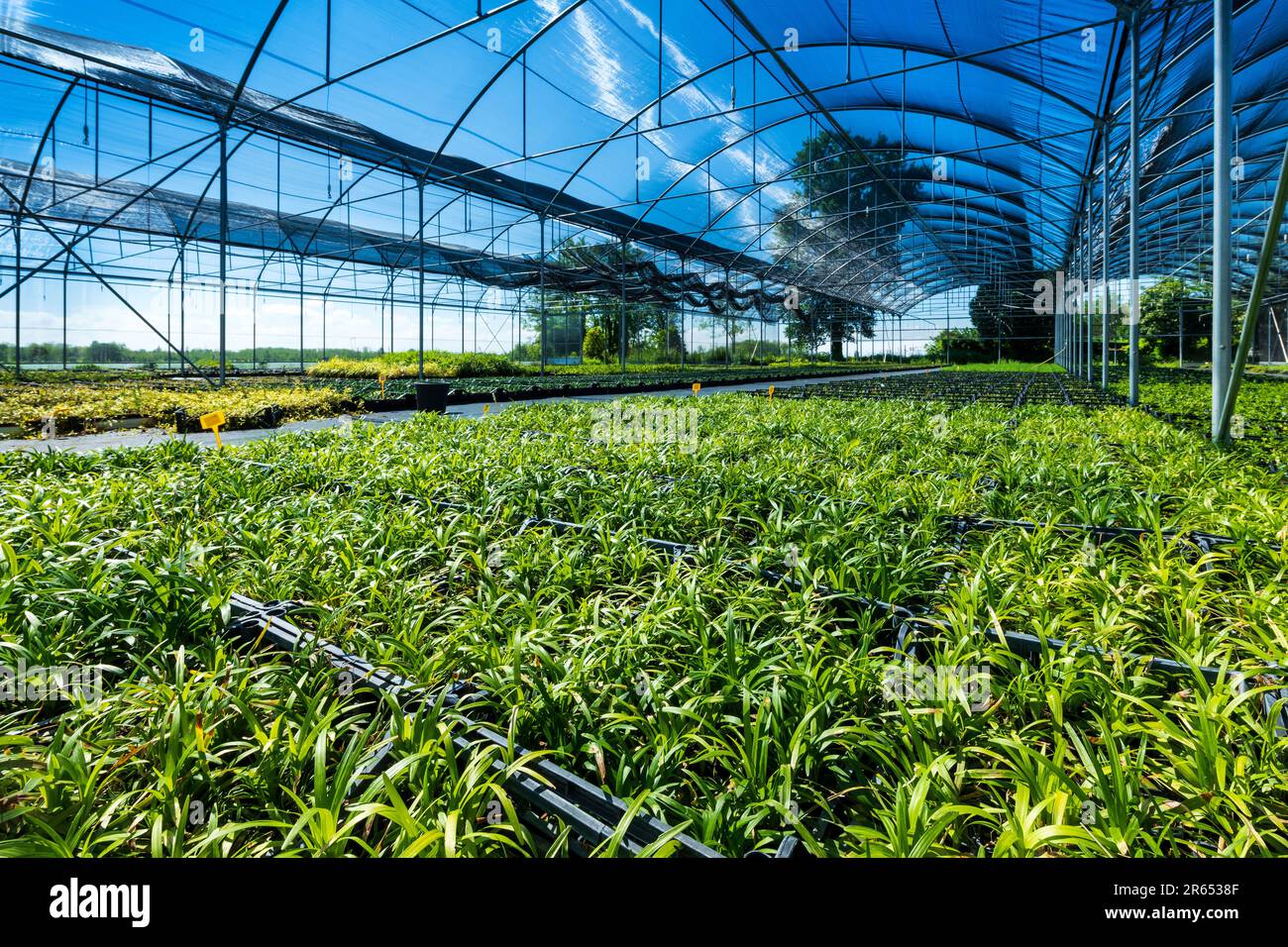 File di piante verdi fresche che crescono all'interno della serra contro il cielo azzurro nuvoloso nelle giornate di sole in campagna Foto Stock