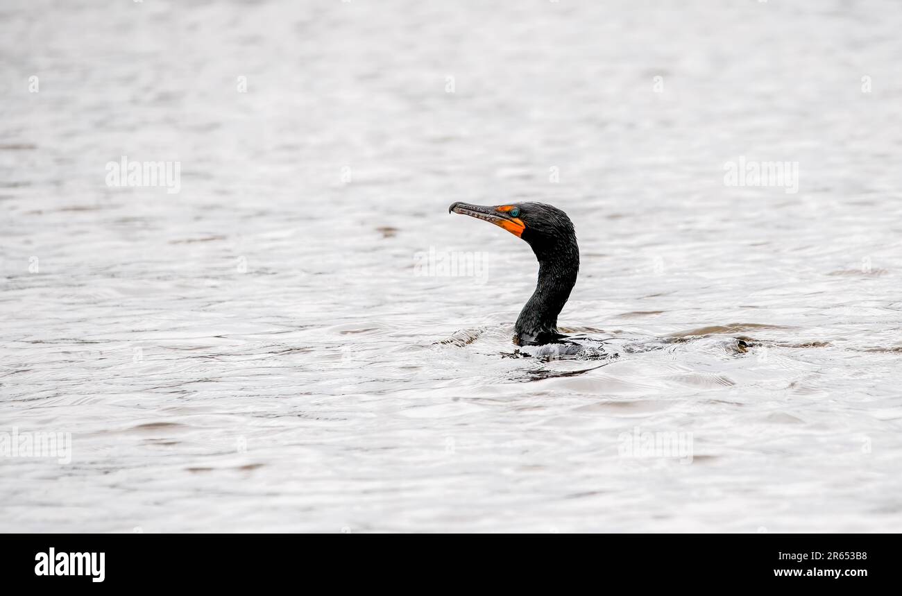 Nuoto cormorano in acqua primo piano Foto Stock