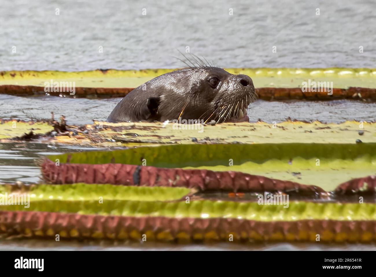 Lontre giganti tra le giganti di acqua di Victoria Amazonica, il fiume Rupununi, Guyana Foto Stock