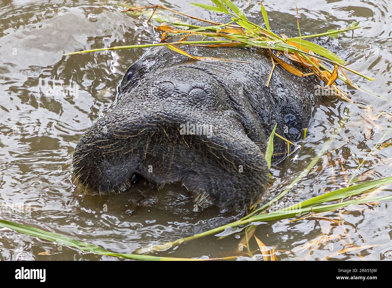 Nutrire su erba vicina, lamantini dell'India occidentale, laghetto dei lamantini, Guyana National Park, Georgetown, Guyana Foto Stock