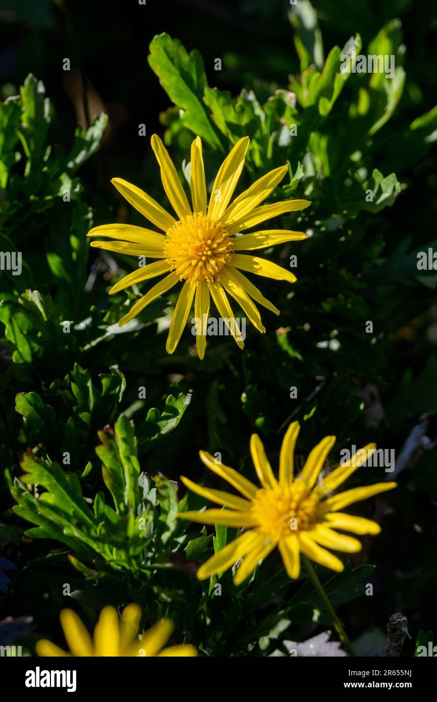 Questa foto di scorta presenta una vibrante gamma di piccoli fiori di Euryops pectinatus 'Sunshine' situati al centro della cornice Foto Stock