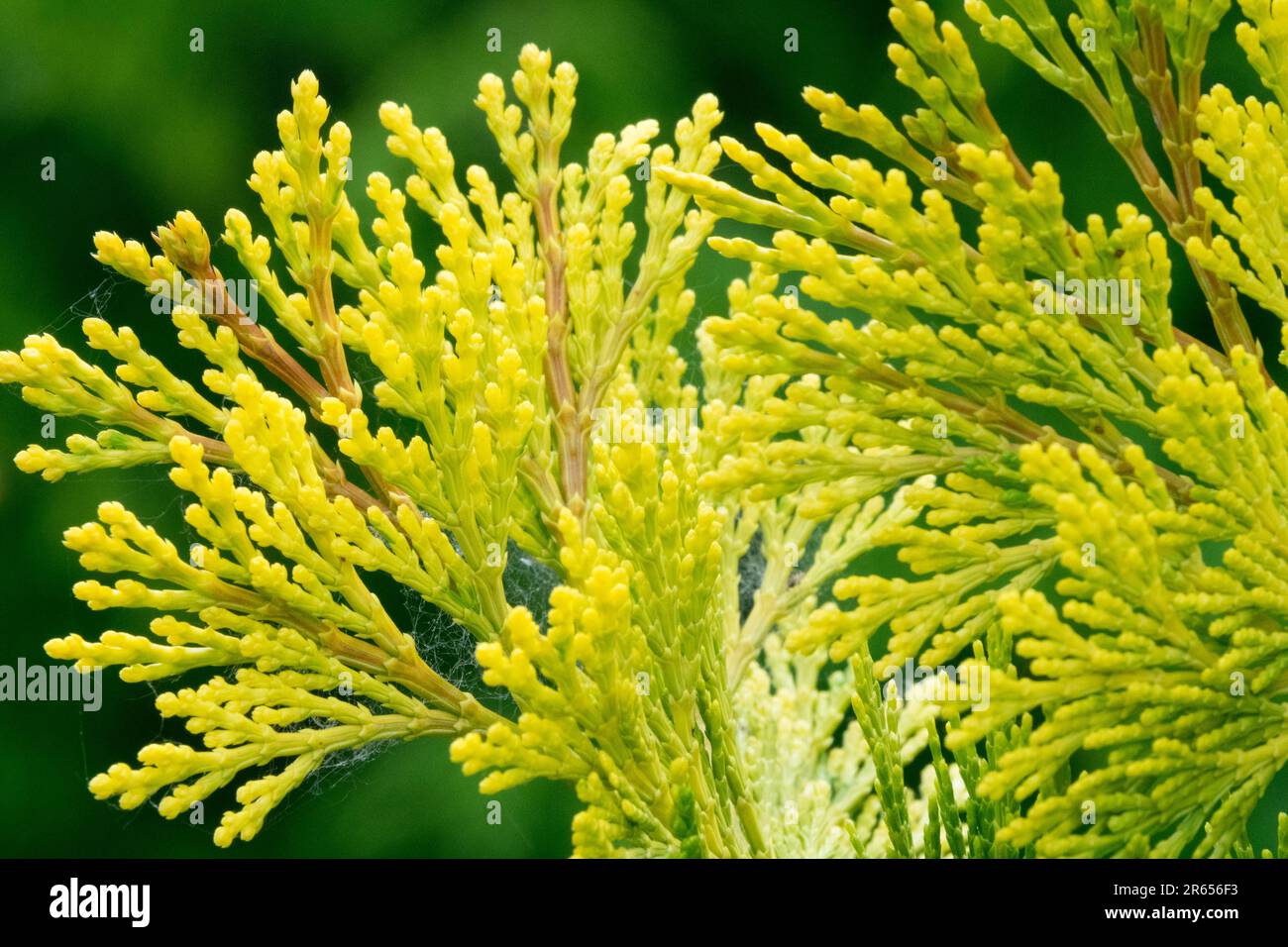 Calocedrus decurrens 'Maupin Glow', Coniferous, Foliage primo piano Foto Stock