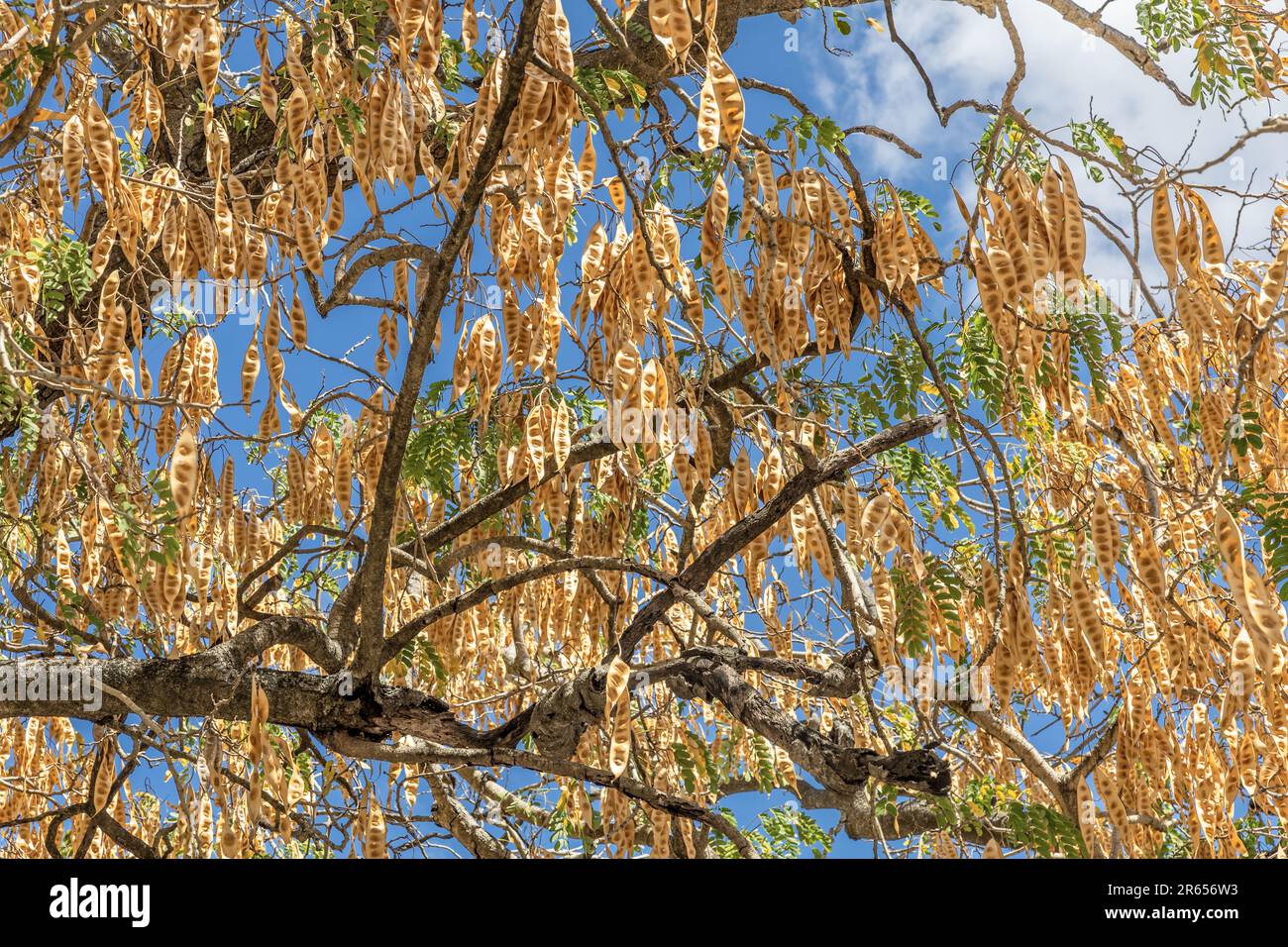 Albizia lebbeck, localmente conosciuto come 'Shak Shak Tree' a causa del suono dei semi nei baccelli, usato per ombra, Oistins, Barbados Foto Stock