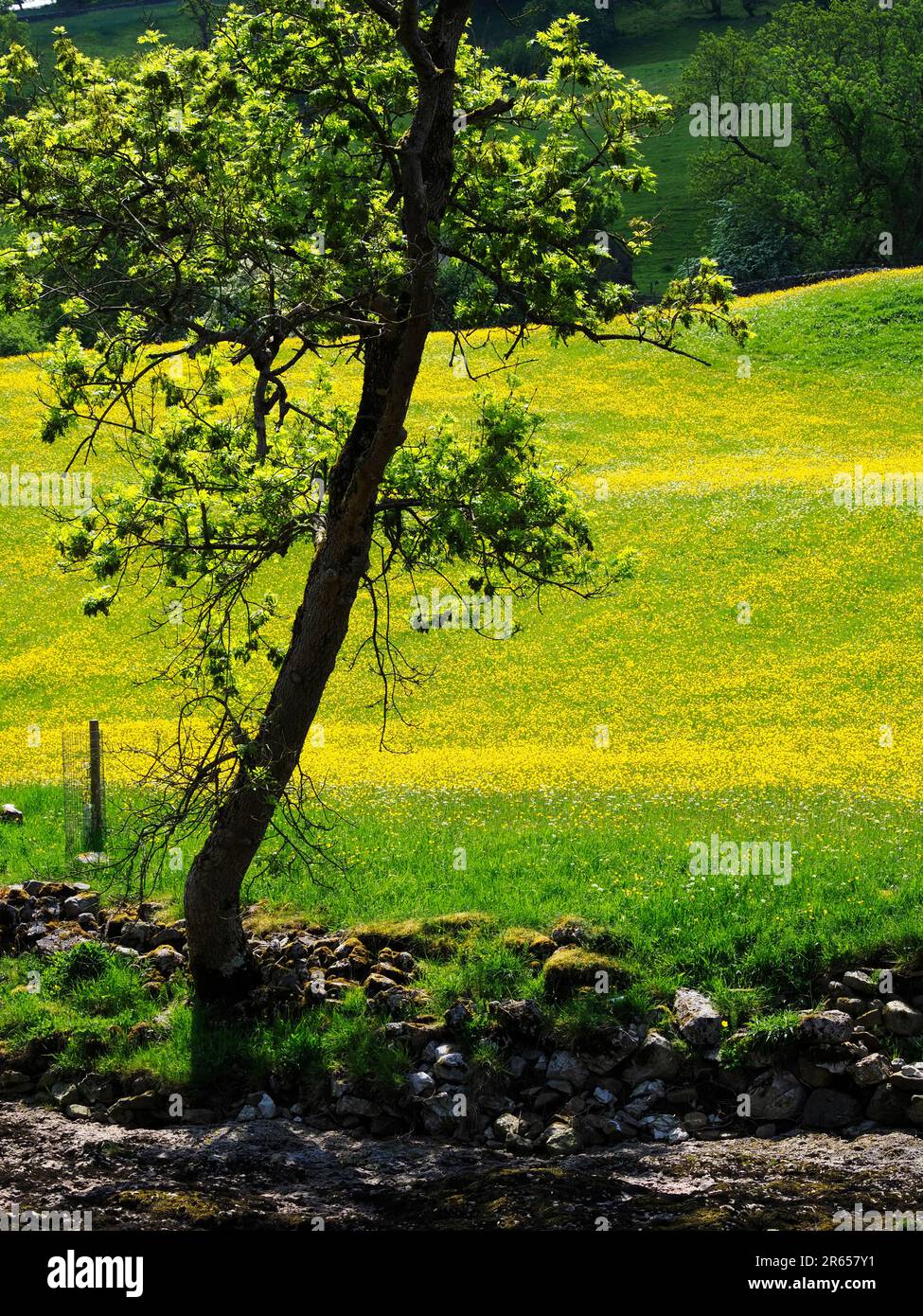 Albero vicino al fiume Wharfe e campi di farfalle a Langstrothdale Upper Wharfedale Yorkshire Dales National Park North Yorkshire Inghilterra Foto Stock