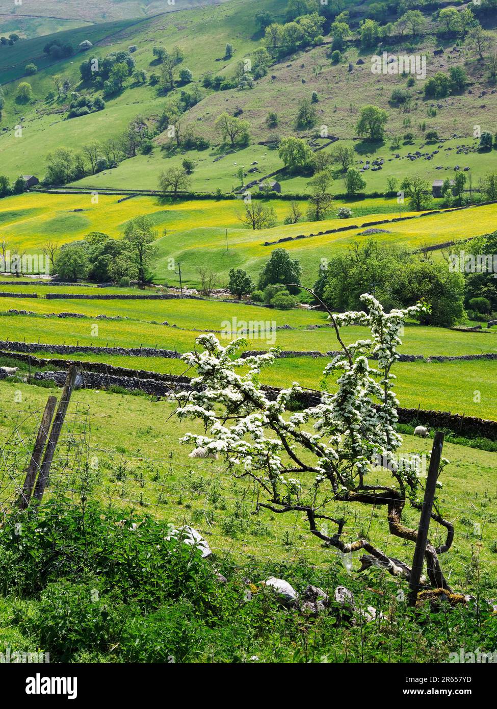Prati di Buttercup e fiori di biancospino a Langstrothdale Upper Wharfedale Yorkshire Dales National Park North Yorkshire Inghilterra Foto Stock