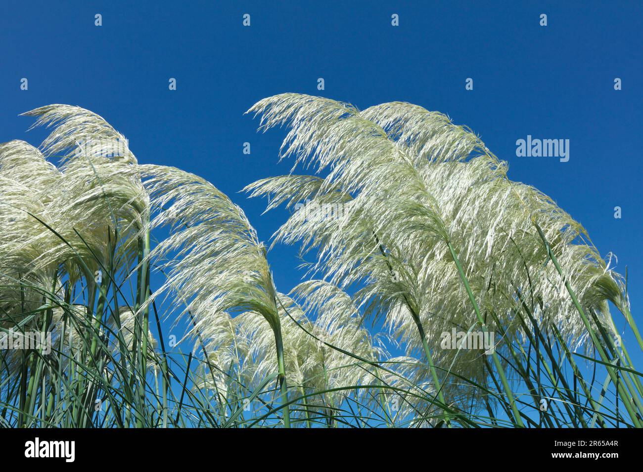 Erba di Pampa Foto Stock