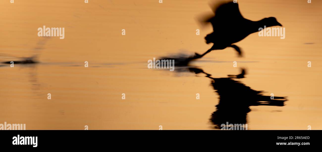 coot decollo volo su un lago alba Foto Stock