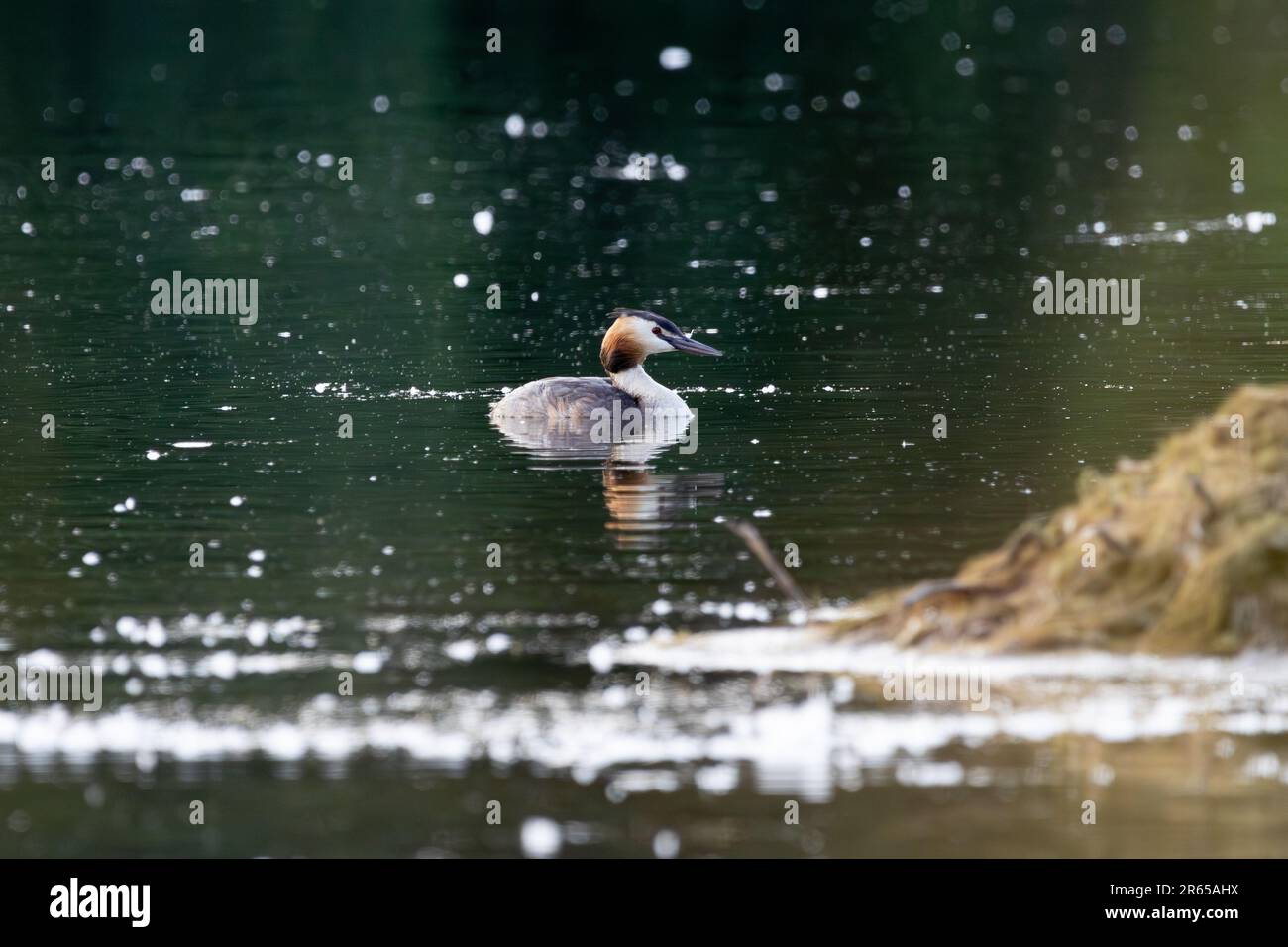 grandi creste che nuotano su un lago all'alba Foto Stock