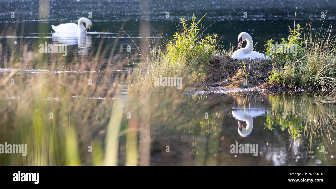 swan nidifica su un lago Foto Stock