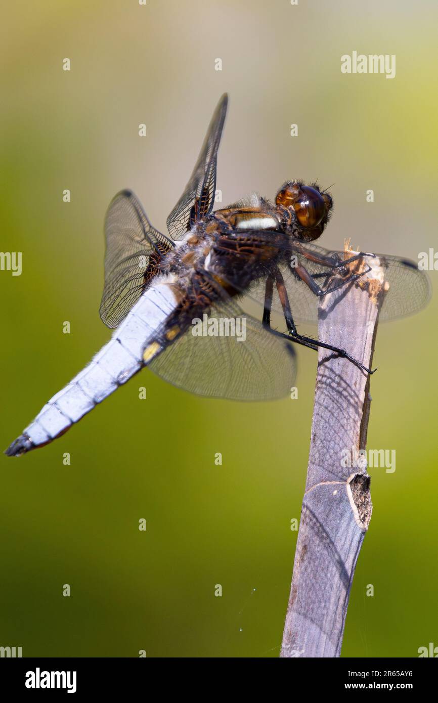 dragon fly che riposa su un persico Foto Stock