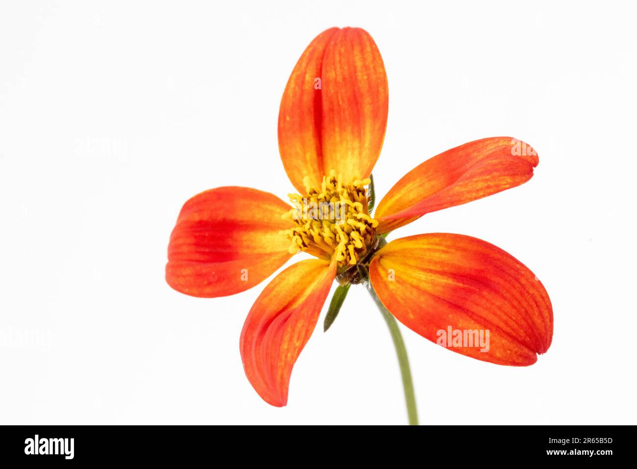 Bidens 'Blazing Glory', un piccolo fiore arancione su sfondo bianco Foto Stock