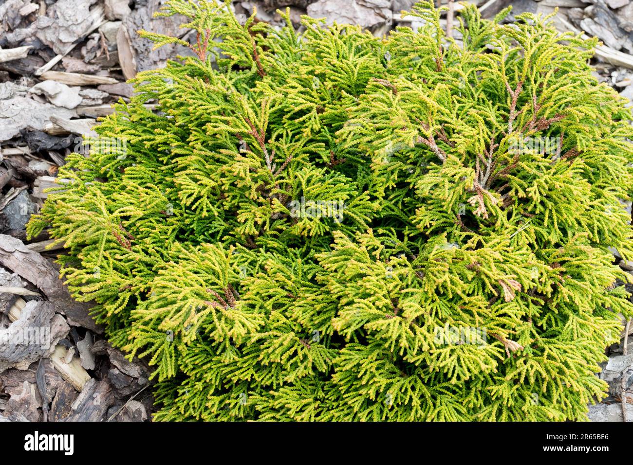 Chamaecyparis obtusa Gitte attraente cipresso giapponese a crescita lenta e ciuffato, con denso, aggrovigliato, filiforme e ricco fogliame dorato Foto Stock