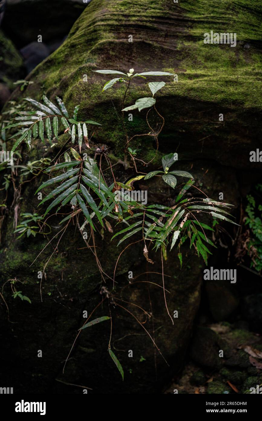 Arte della natura trovato nella foresta. Foto Stock