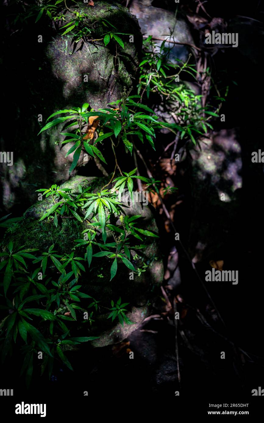 Arte della natura trovato nella foresta. Foto Stock