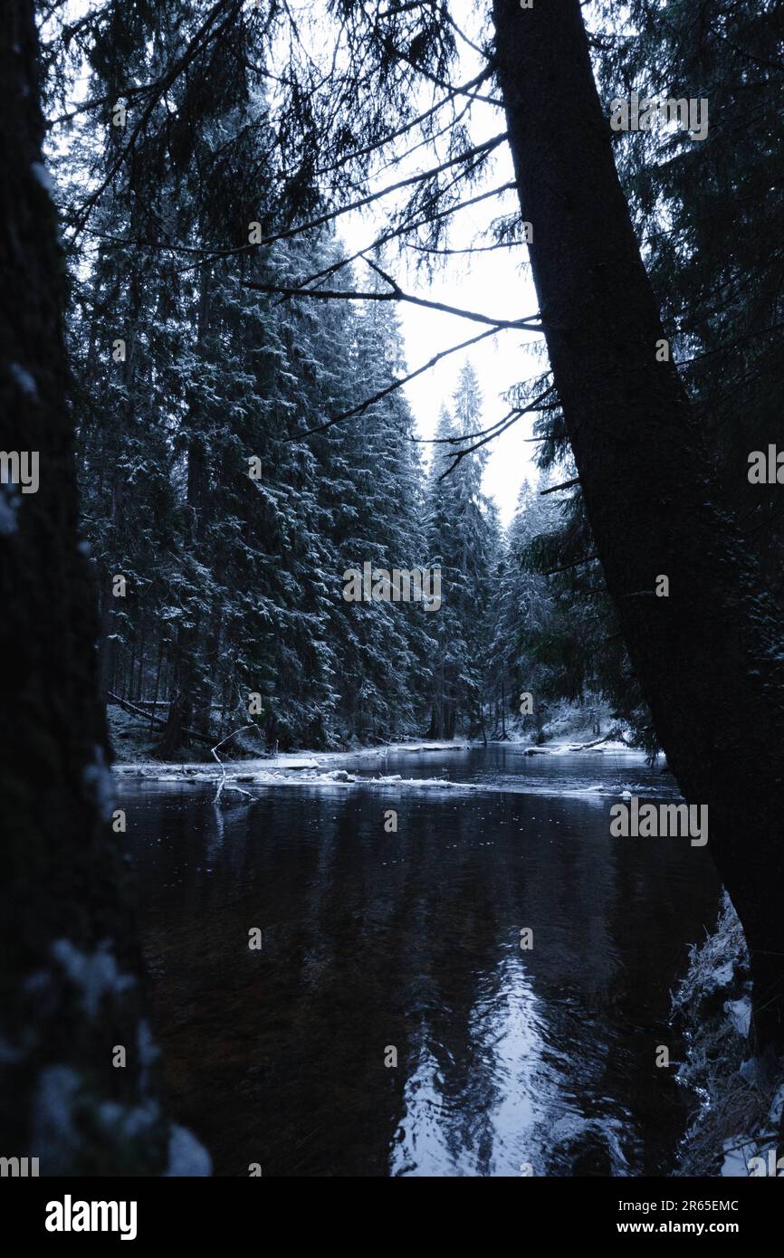 Una tranquilla scena invernale di un ruscello che si snow attraverso una foresta innevata Foto Stock