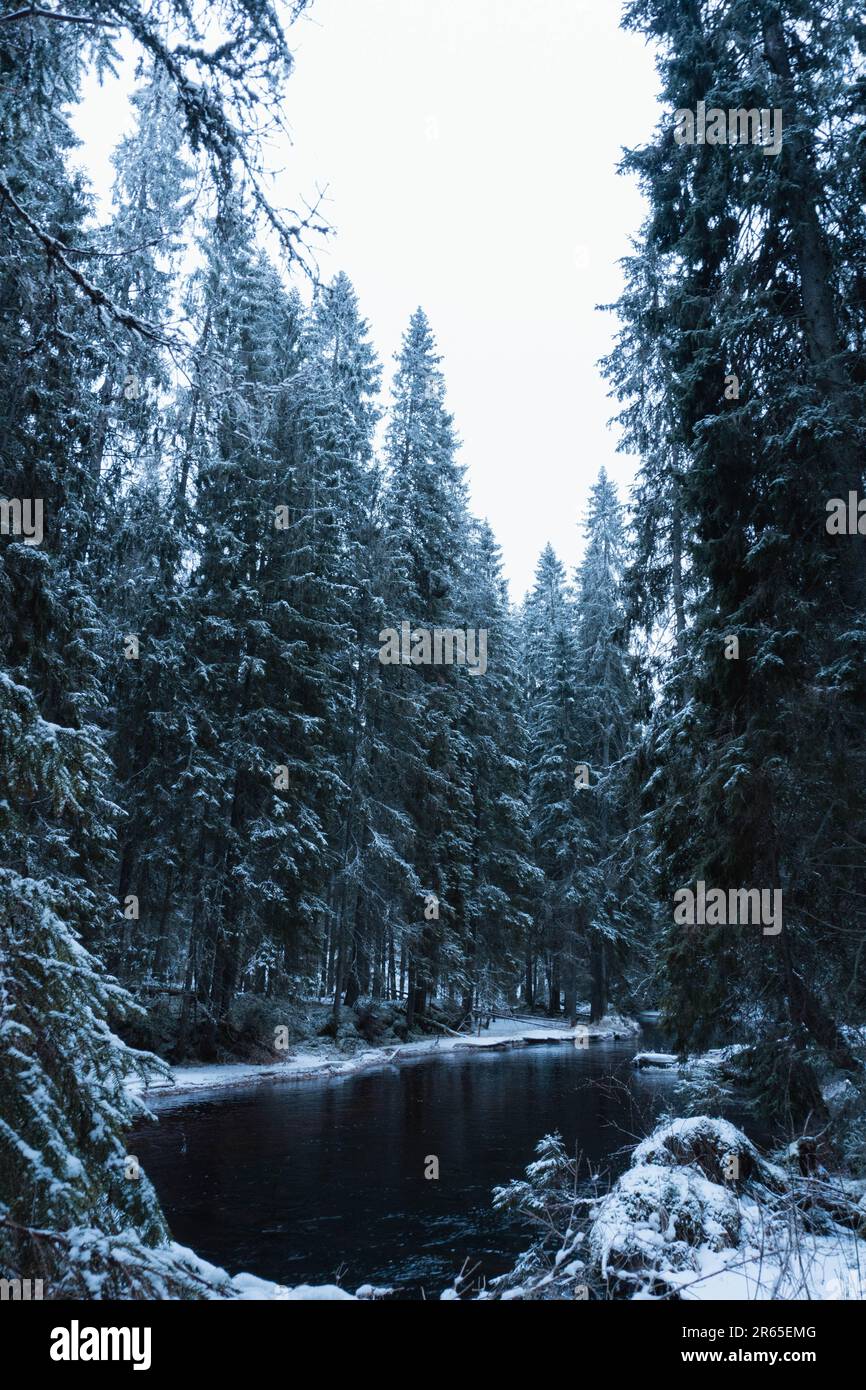 Una tranquilla scena invernale di un ruscello che si snow attraverso una foresta innevata Foto Stock