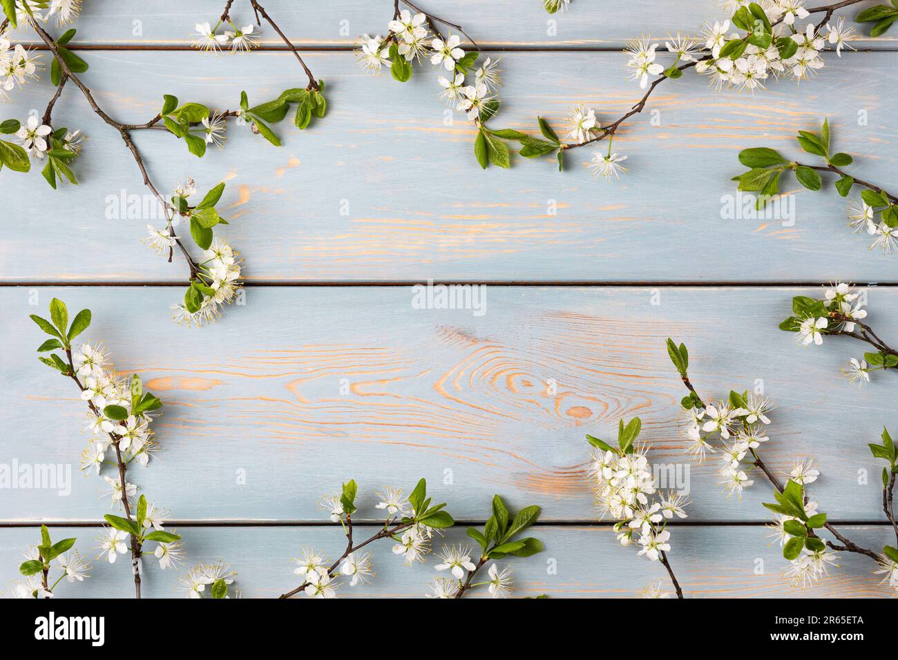 Fresco ramo di fiori di ciliegio bianco su un tavolo di legno blu con spazio per il testo. Vista dall'alto, disposizione piatta, spazio di copia Foto Stock