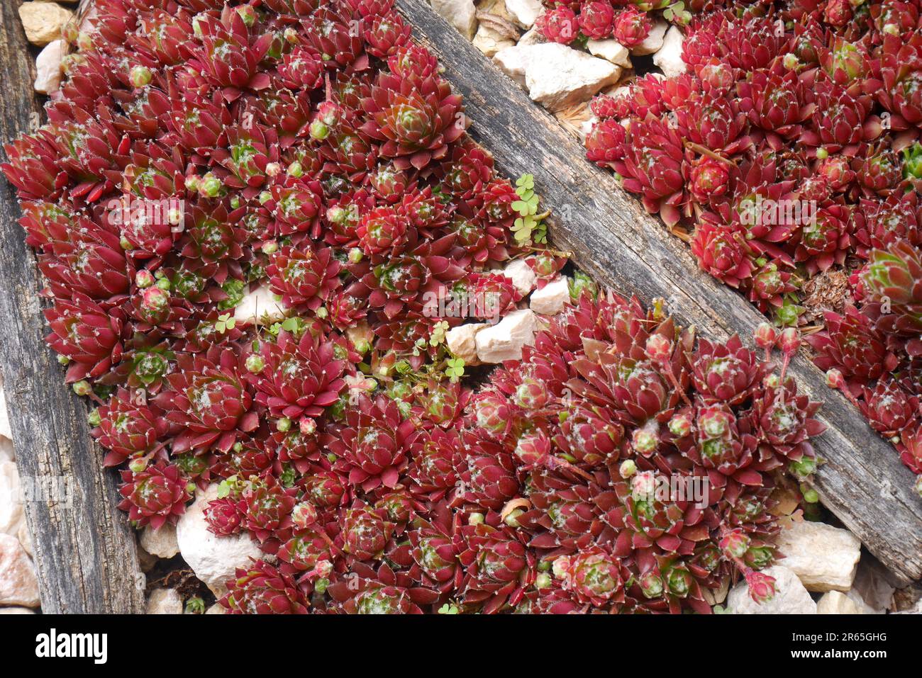 Porri rossi, sempervivum, coltivando come copertura in terra in un giardino, Szigethalom, Ungheria Foto Stock