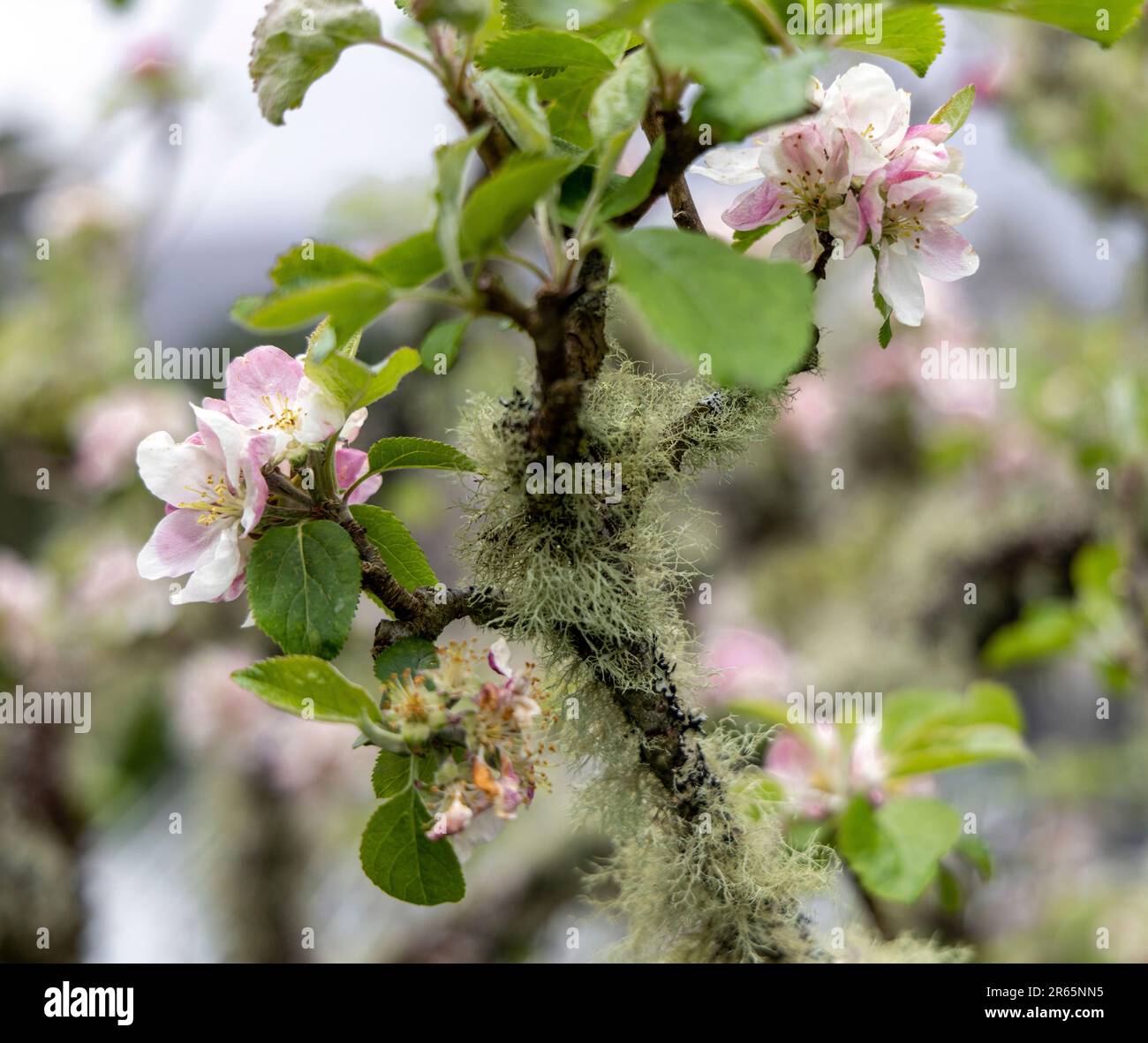 Albero di mele con fiori bianchi e rosa pastello coperti da muschio nel giardino murato di Glenveagh Castle, Churchill, Co. Donegal, Repubblica d'Irlanda. Foto Stock