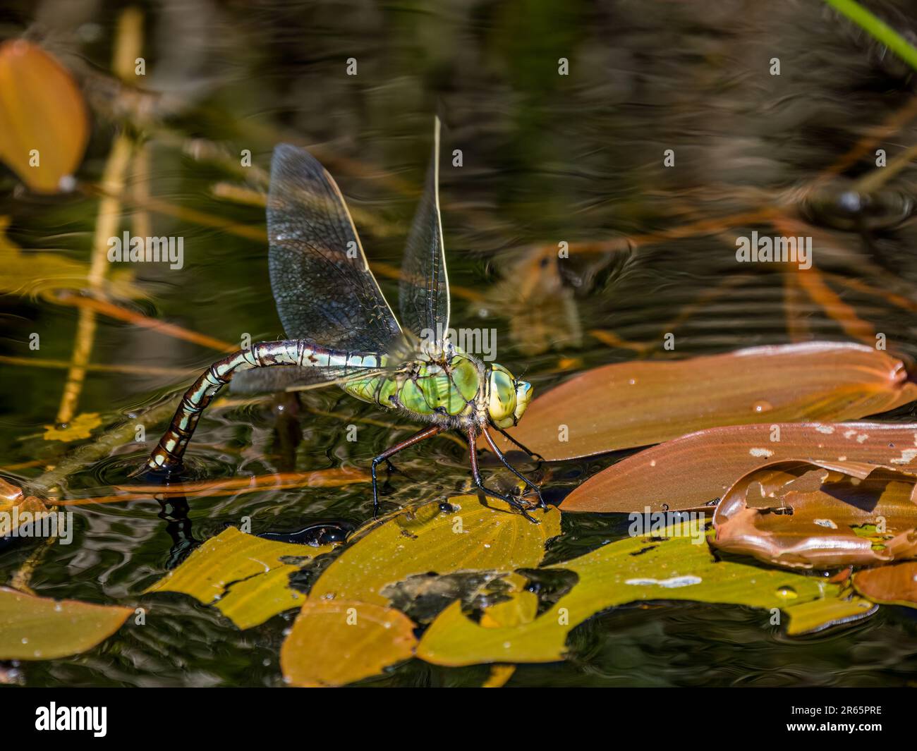 Una ragazza imperatore libellula deporre uova in un laghetto giardino in primavera nel Galles centrale Foto Stock