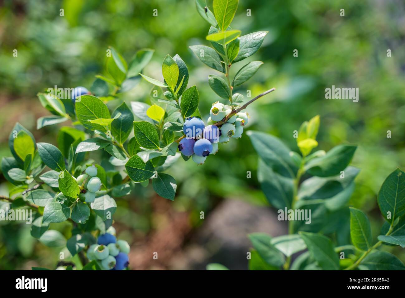Una vista ravvicinata delle piante di mirtillo selvatico nel loro habitat naturale, con una varietà di vivaci foglie verdi e profonde bacche viola Foto Stock