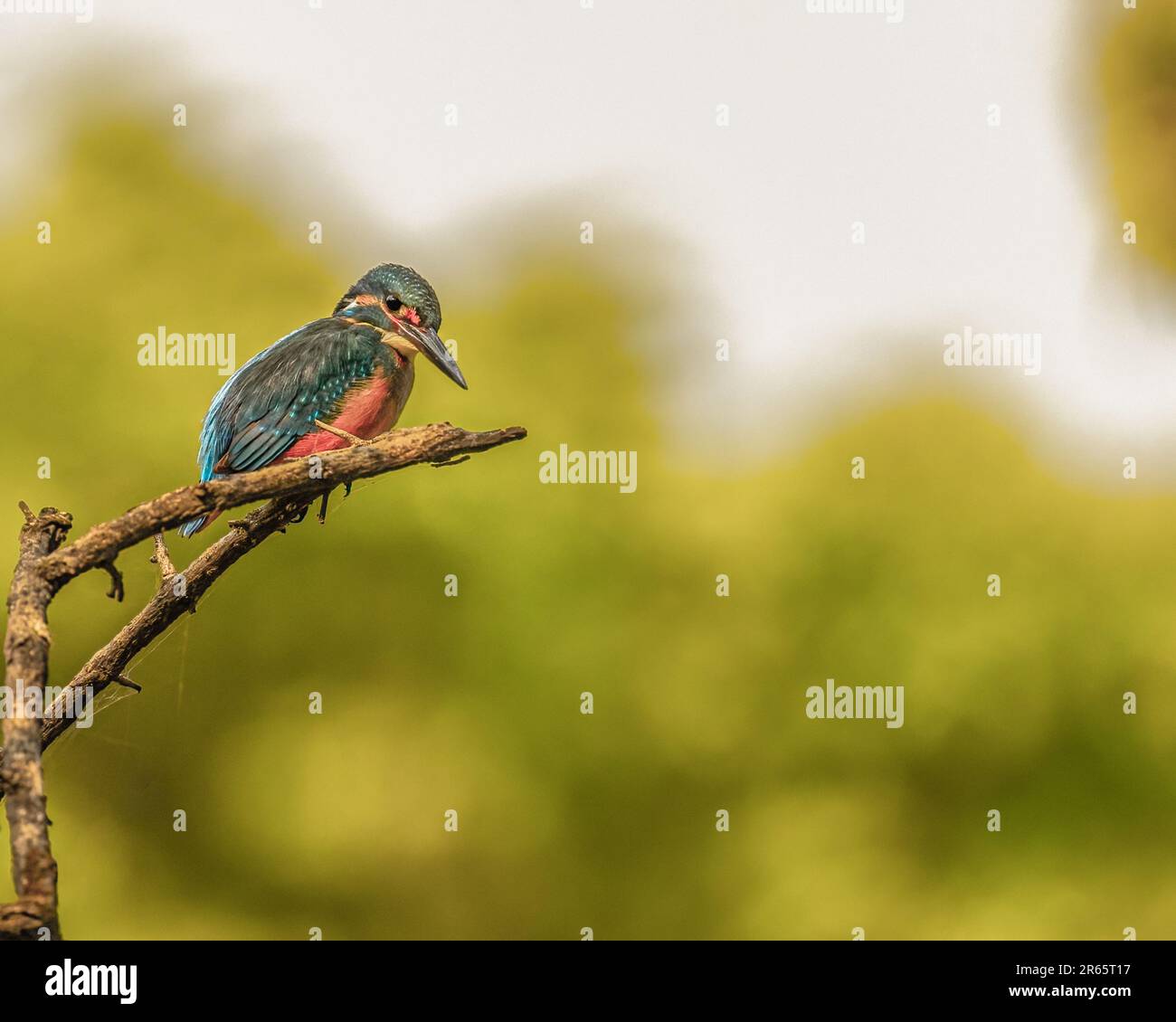 Un uccello dai colori vivaci arroccato su un ramo in mezzo a uno sfondo di alberi, il suo lungo becco puntato verso il cielo Foto Stock