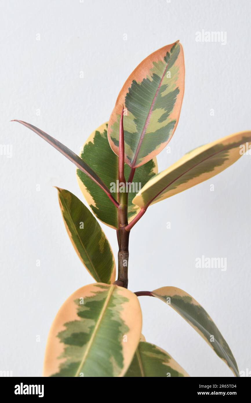 Ficus elastica rubino (albero di gomma), isolato su fondo bianco. Rosa, verde, e pianta di casa bianca. Orientamento orizzontale. Foto Stock