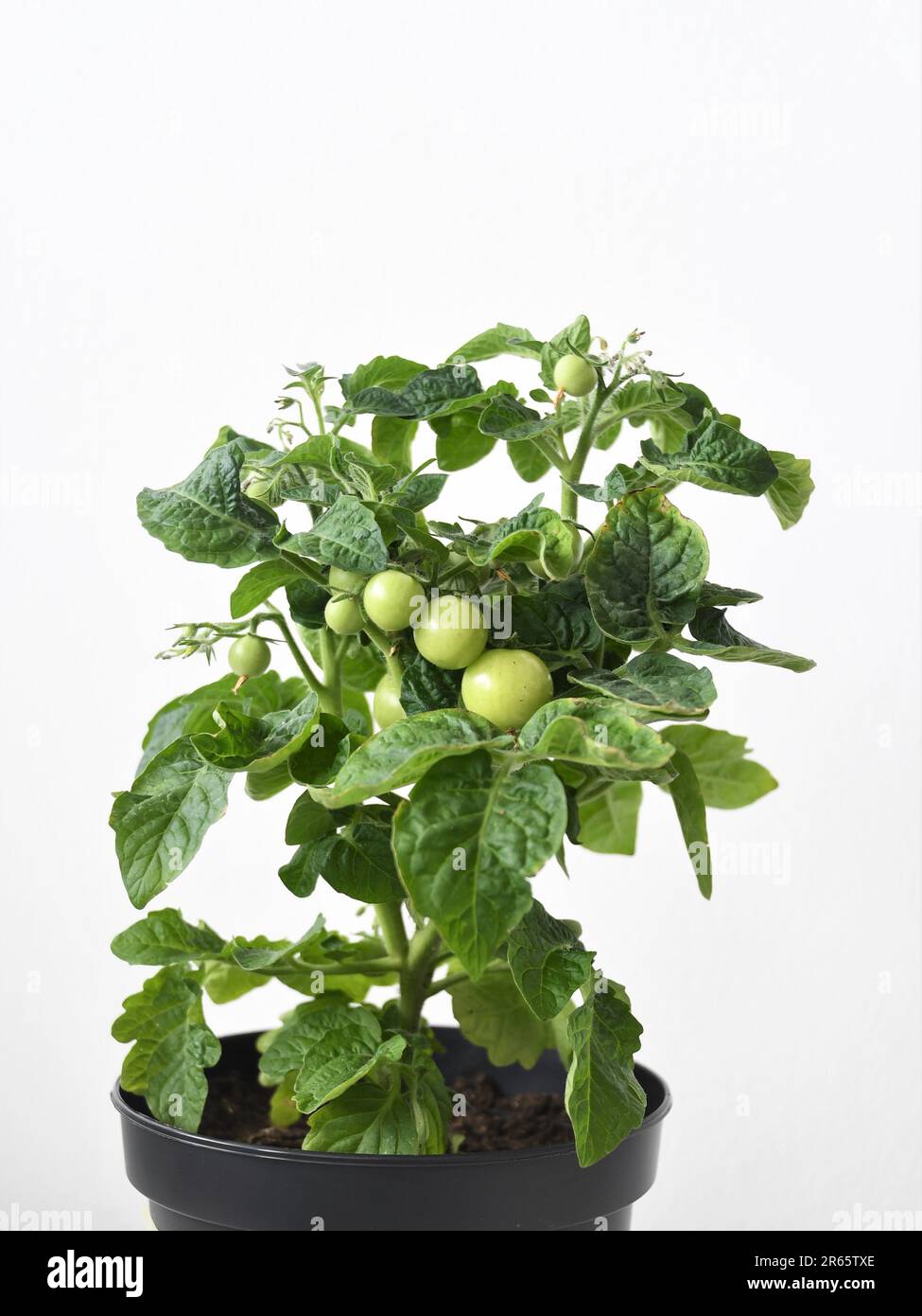 Pianta di micro nana di pomodoro, varietà 'Venus', coltivata all'interno. Pianta verde con pomodori e fiori, in vaso nero, isolata su fondo bianco. Foto Stock