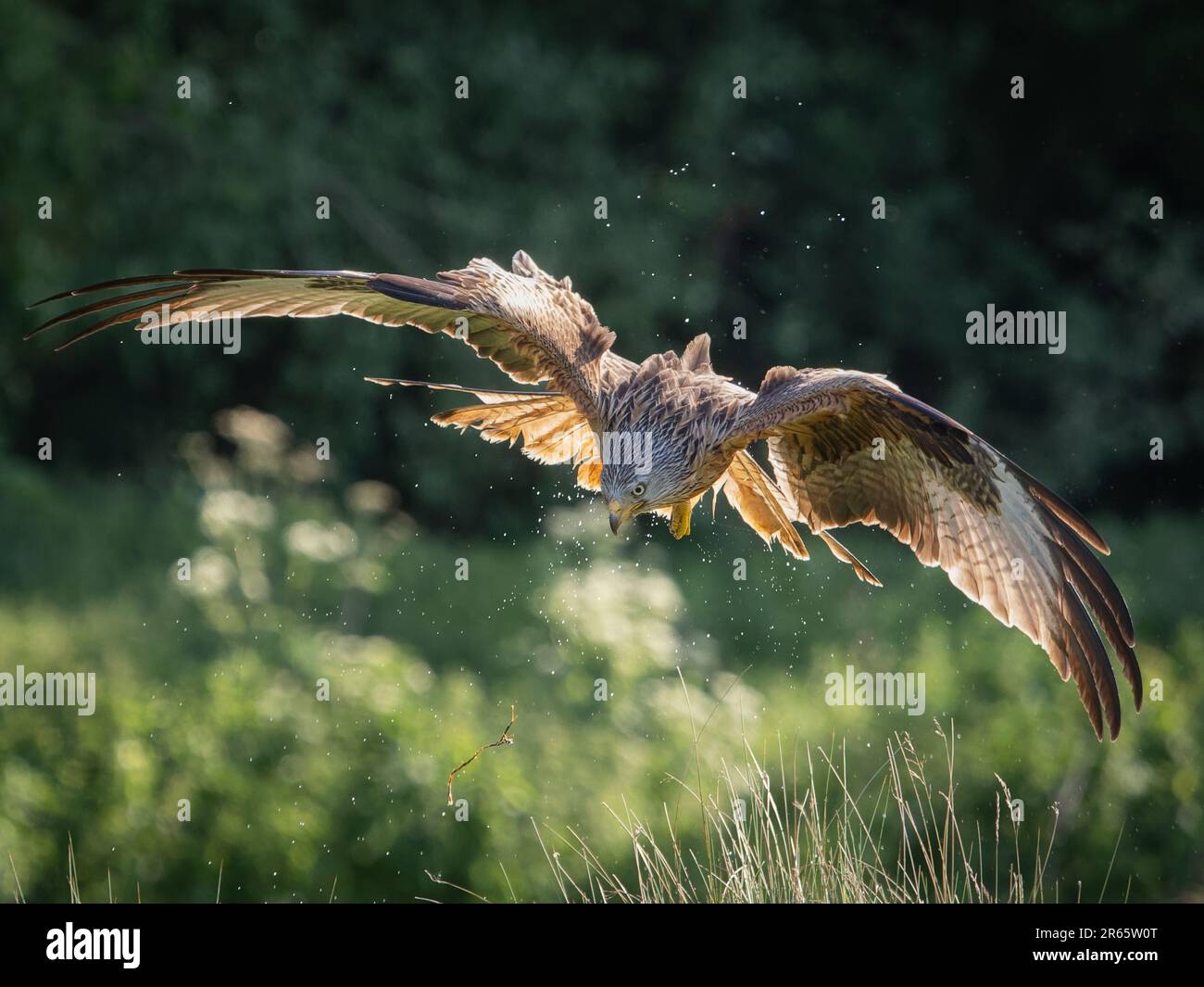 Il aquilone rosso a metà volo. RUTLAND, Regno Unito: LE immagini STUPEFACENTI di due aquiloni rossi che si inseguono l'un l'altro sul bordo del lago sono state catturate il 4th giugno.una immagine sh Foto Stock