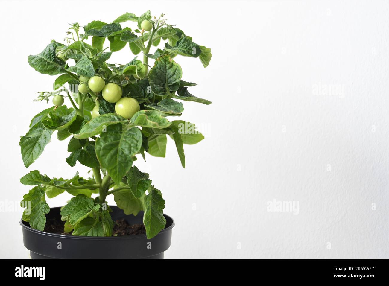 Pianta di micro nana di pomodoro, varietà 'Venus', coltivata all'interno. Pianta verde con pomodori e fiori, in vaso nero, isolata su fondo bianco. Foto Stock