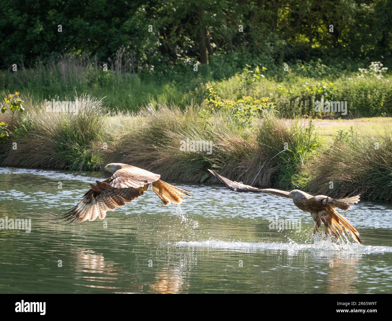 La corsa è in atto per gli uccelli. RUTLAND, Regno Unito: LE immagini SBALORDITIVE di due aquiloni rossi che si inseguono sul bordo del lago sono state catturate il 4th giugno.uno ima Foto Stock
