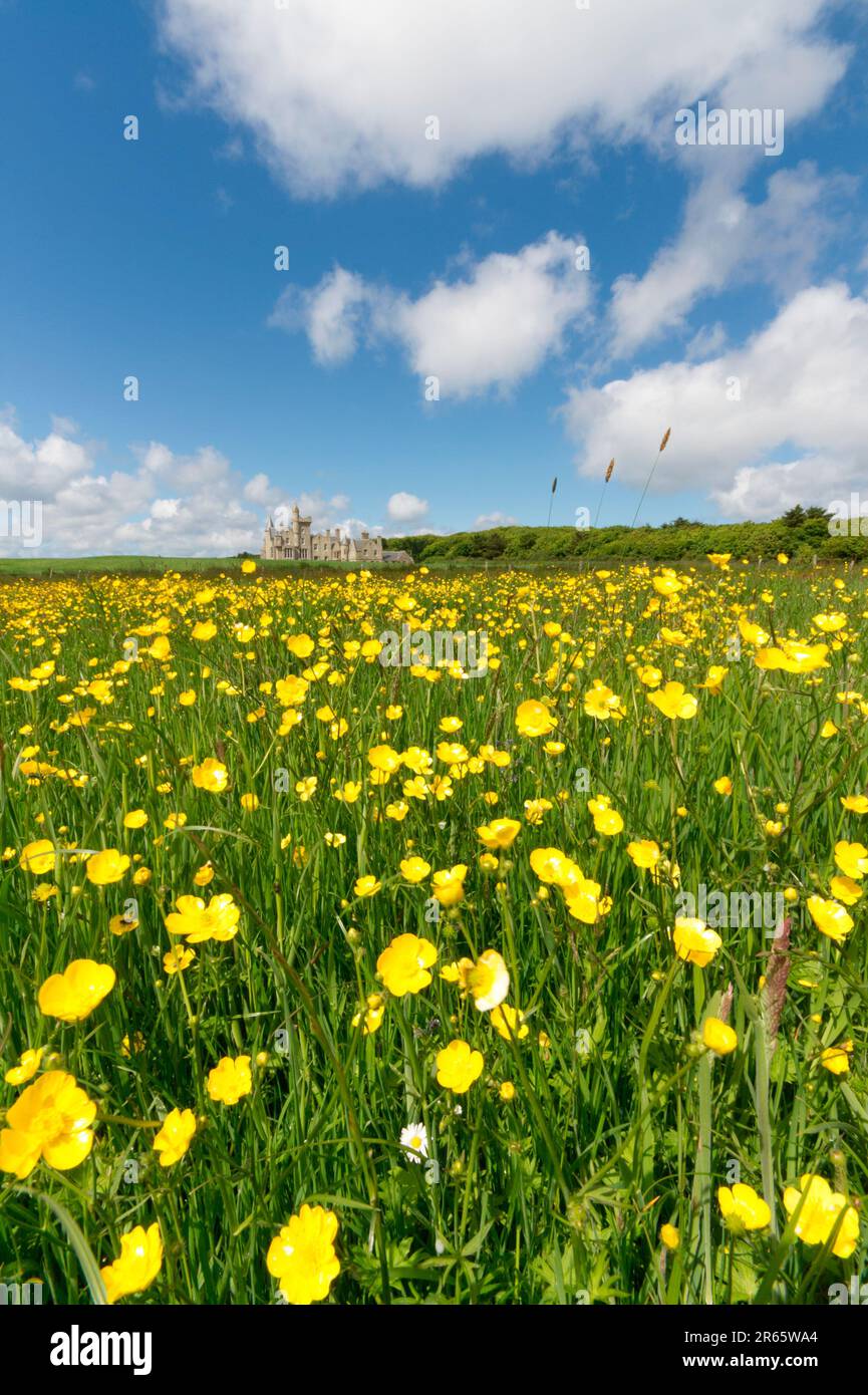 Campo di farfalle con Balfour Castello dietro, Isola di Shapinsay, Orkney Foto Stock