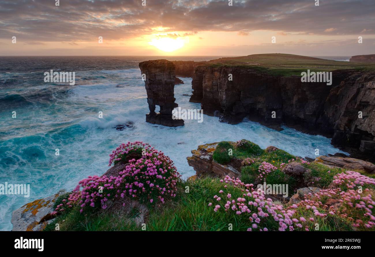 Yesnaby stack mare in primavera, Isole Orcadi Foto Stock