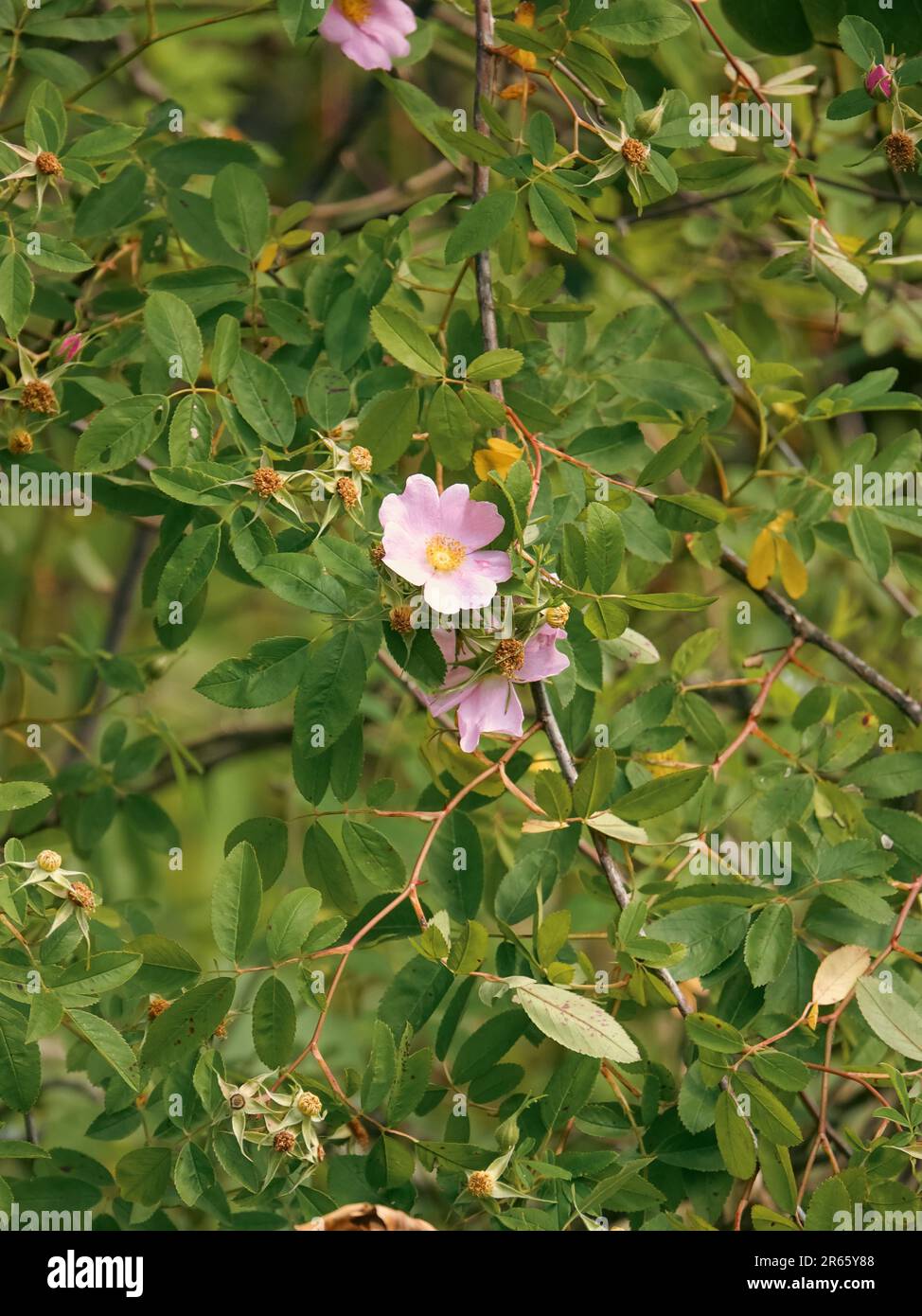 Il rosa pallido rosa fiori d'anca con fogliame verde. Foto Stock