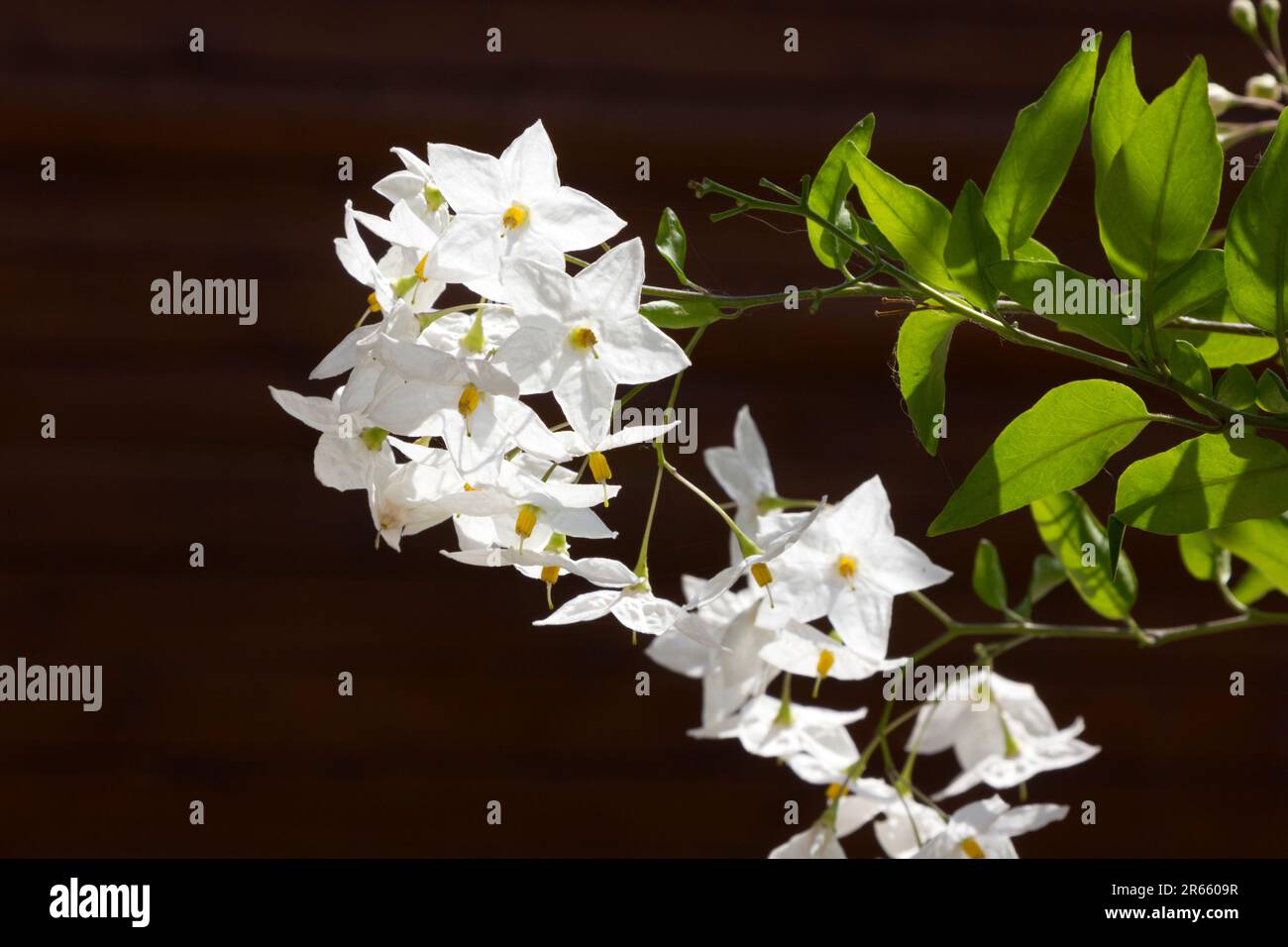 Fiori di gelsomino Foto Stock