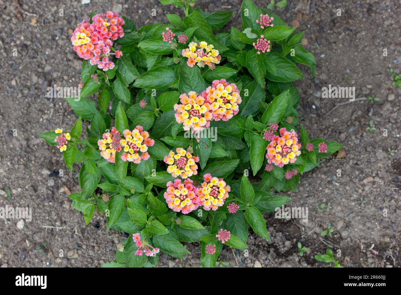 Fiori di Lantana Foto Stock