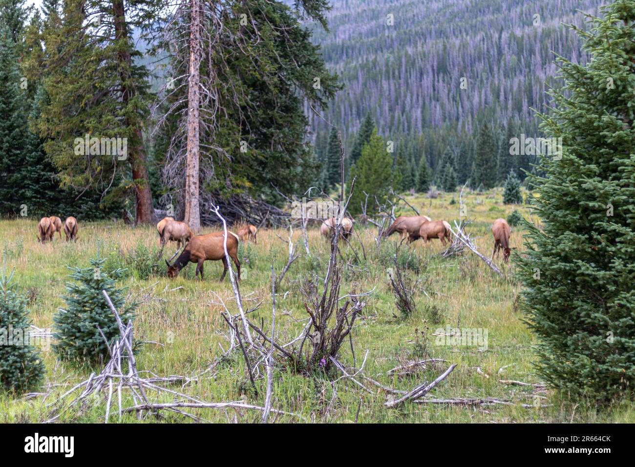 Elk herd pascolo su erba all'interno del Rocky Mountain National Park, Colorado Foto Stock