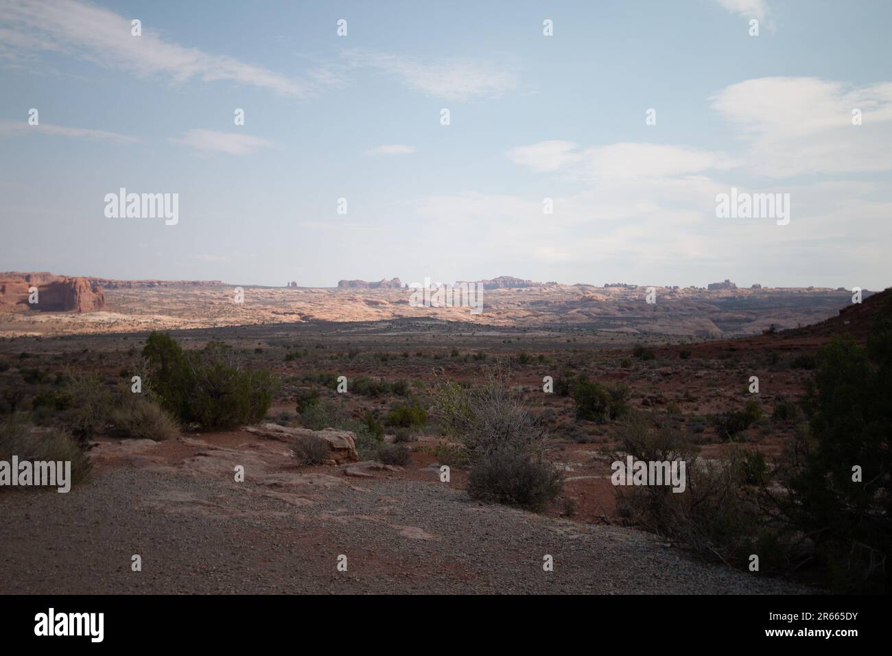 Flora del deserto, bastoni, cespugli e arbusti, in Moab Utah, All'interno del Parco Nazionale degli Arches Foto Stock