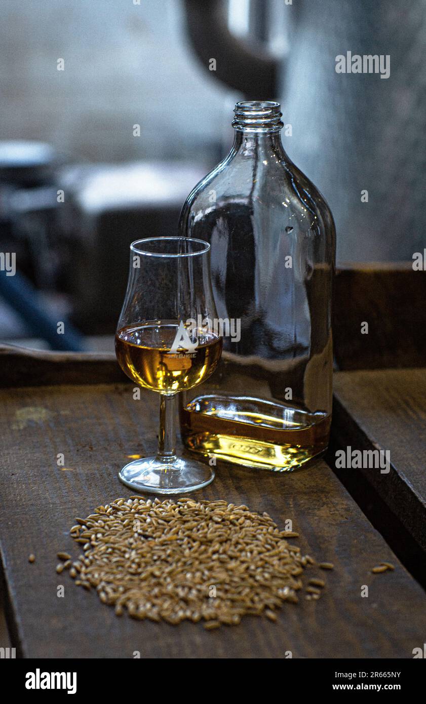 Degustazione di un bicchiere con Scotch whisky invecchiato su una vecchia tavola d'annata in legno scuro con cereali d'orzo in primo piano presso la distilleria Arbikie in Scozia. Foto Stock