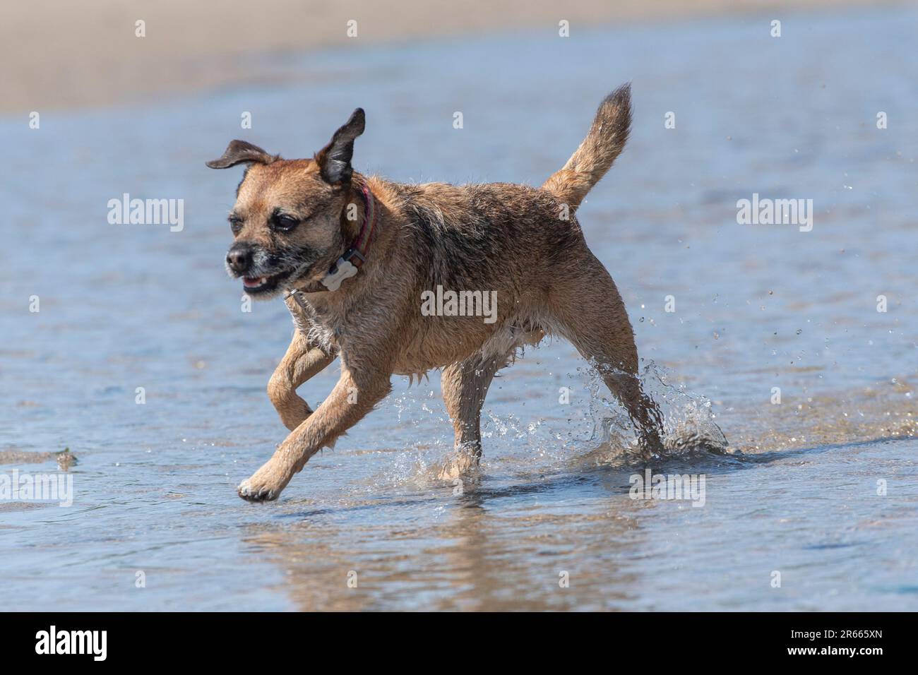 cane corriere di frontiera che corre in mare Foto Stock