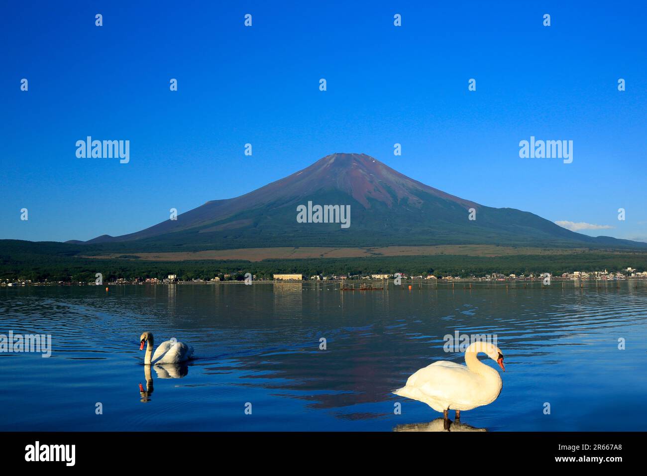 Cigni e Fuji capovolto al lago Yamanakako in estate Foto Stock