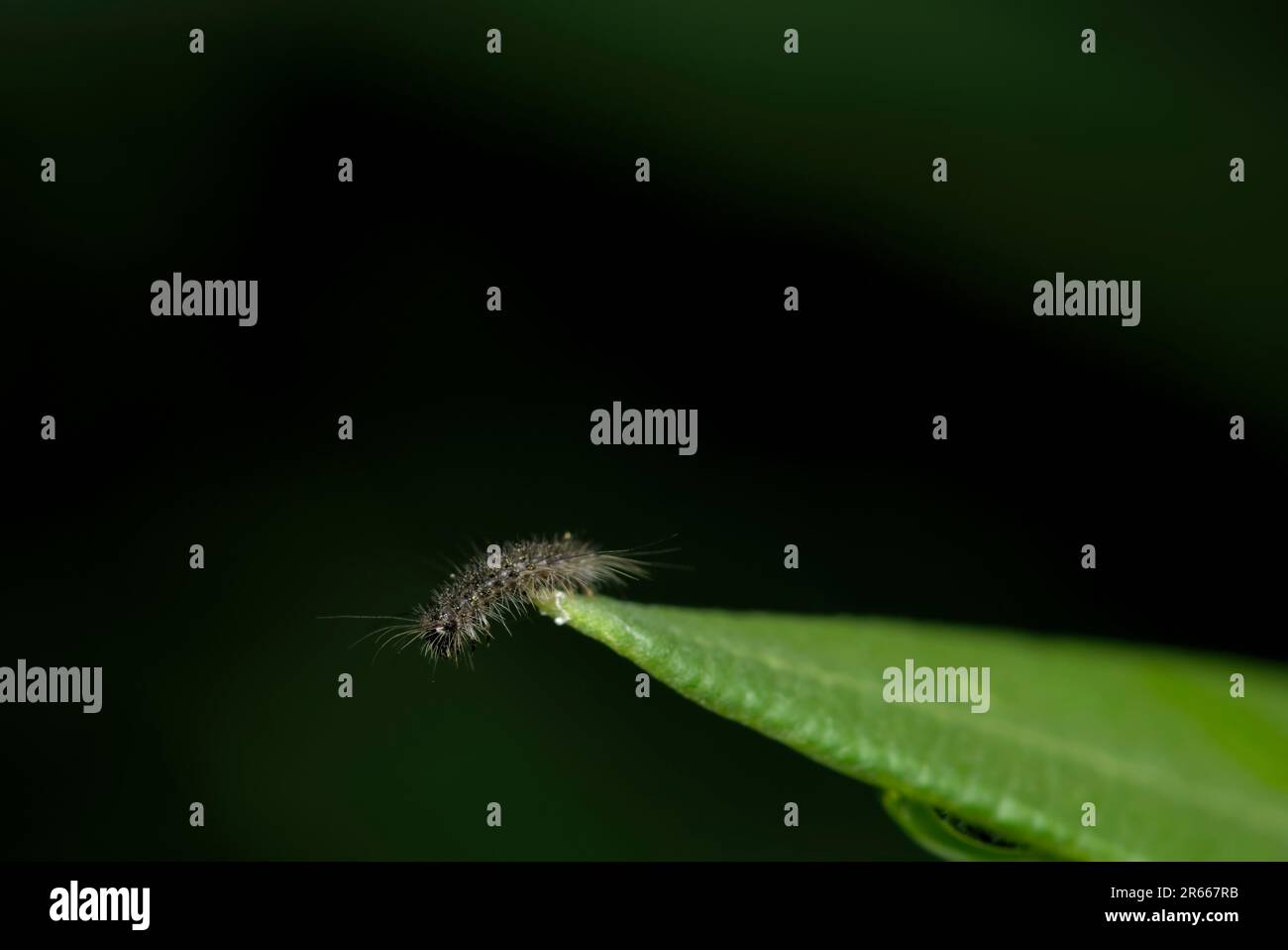 Singolo piccolo, bruco peloso (Lepidoptera) su una foglia, macro fotografia, insetti, biodiversità Foto Stock